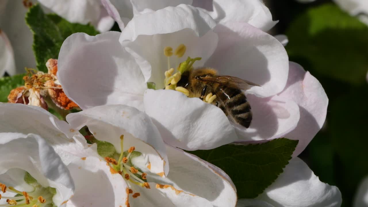 微距镜头蜜蜂授粉春天树白色花朵盛开。覆盖着花粉的慢动作飞行蜜蜂从白苹果花上采集花蜜。春天的苹果花特写。视频下载