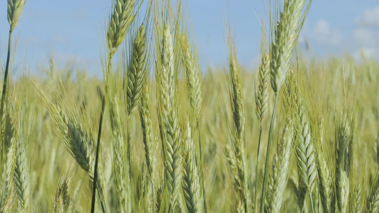 天空云麦田夏季肥沃的背景。小麦的小穗随风摇摆。谷物在夏天成熟。农业经营环境友好型小麦。全球粮食危机。视频下载