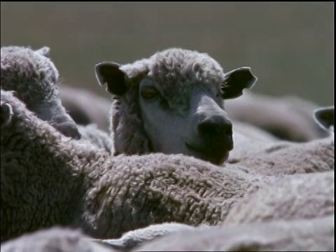 靠近羊群回头/巴西圣卡塔琳娜岛视频下载