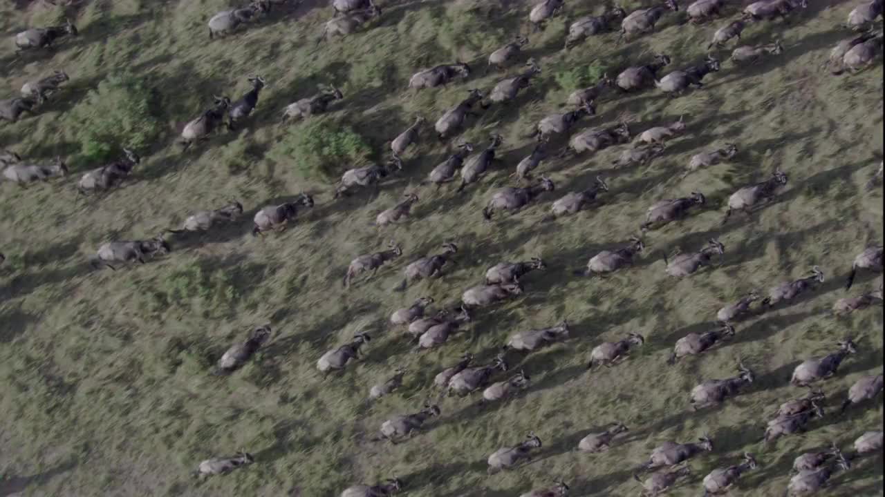在马赛马拉野生动物保护区，一群迁徙的角马跑过草原。高清。视频素材