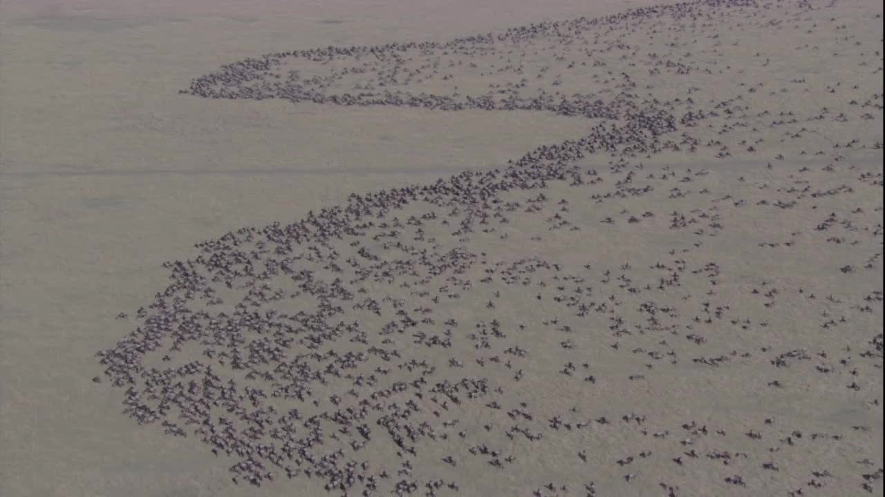 一大群迁徙的角马在热带草原上呈波浪状分布。高清。视频下载