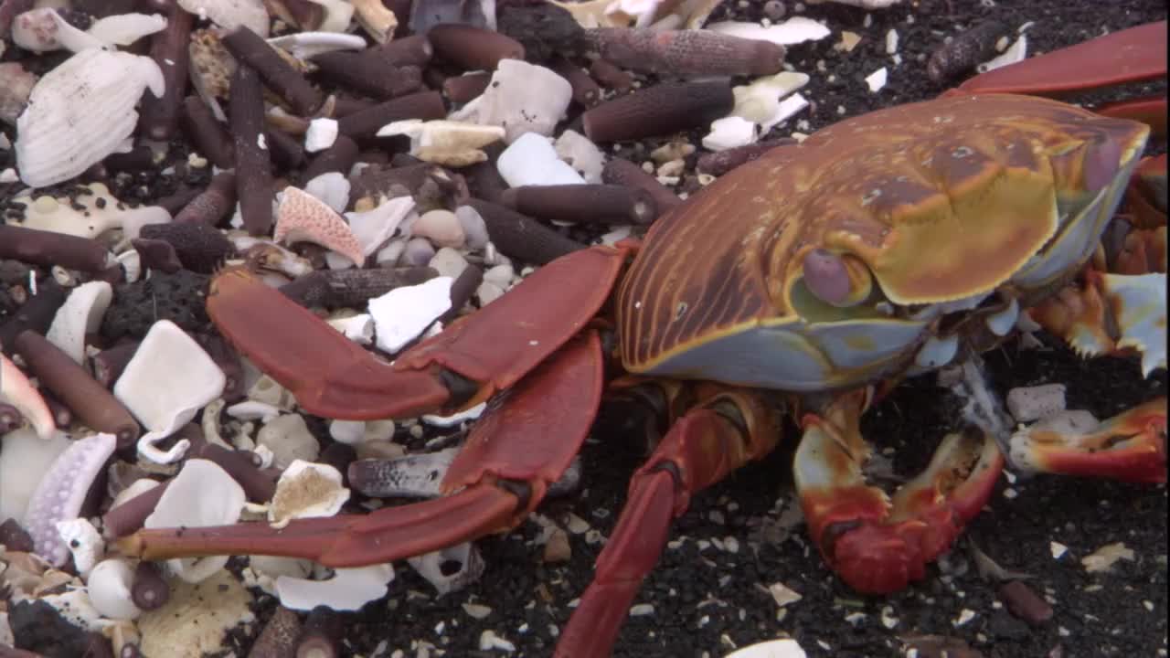 一只莎莉光足蟹在海滩上吃碎石。高清。视频下载