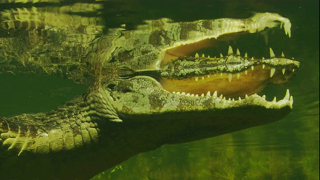湖中鳄鱼特写镜头视频下载