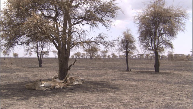 一群狮子在塞伦盖蒂平原的一棵树下休息。高清。视频素材