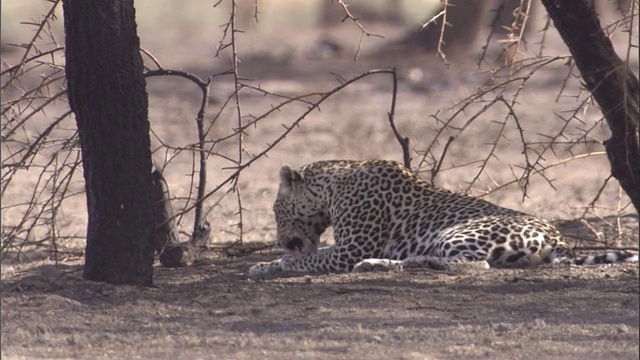 一只豹子在塞伦盖蒂平原的一棵树下休憩。高清。视频素材