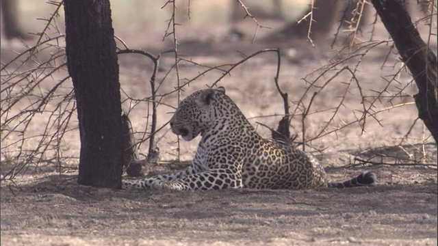 塞伦盖蒂平原上，一只豹子趴在一棵树下。高清。视频素材