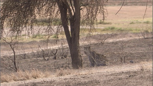 一只豹子在塞伦盖蒂的树林下散步。高清。视频素材