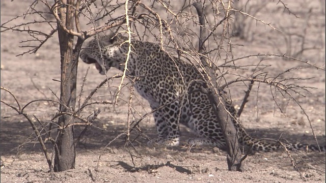 一只豹子在干燥的稀树大草原的灌木丛中潜行。高清。视频素材