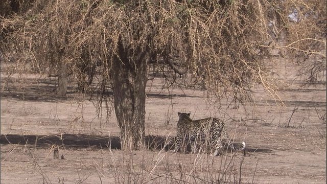 一只豹在干旱的大草原的树下休息。高清。视频素材