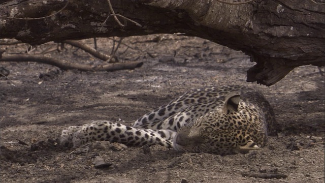 一只豹子在大草原上的一棵烧焦的树下休息。高清。视频素材