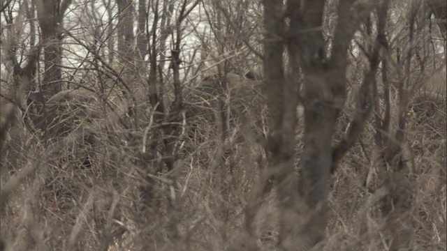 一群大象走过一片贫瘠的森林。视频下载