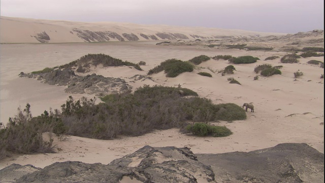 纳米比亚骷髅海岸，一只大象在沙丘间的植被上吃草。高清。视频素材