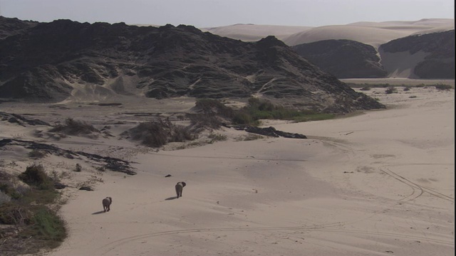 纳米比亚骷髅海岸，两头大象穿过沙漠。高清。视频素材