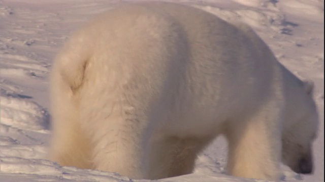 一只北极熊走过挪威斯瓦尔巴特群岛的雪堆。视频素材