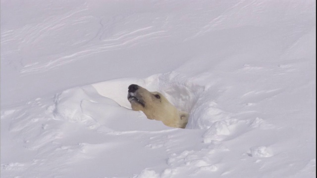 挪威斯瓦尔巴特群岛，一只北极熊从雪窝里探出头来。视频素材