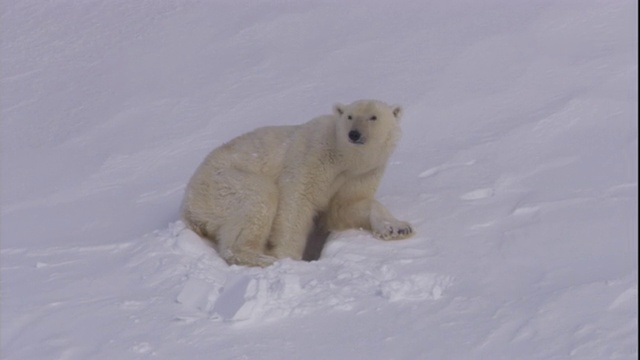 挪威斯瓦尔巴特群岛，一只北极熊从雪地里的窝里钻出来。视频素材
