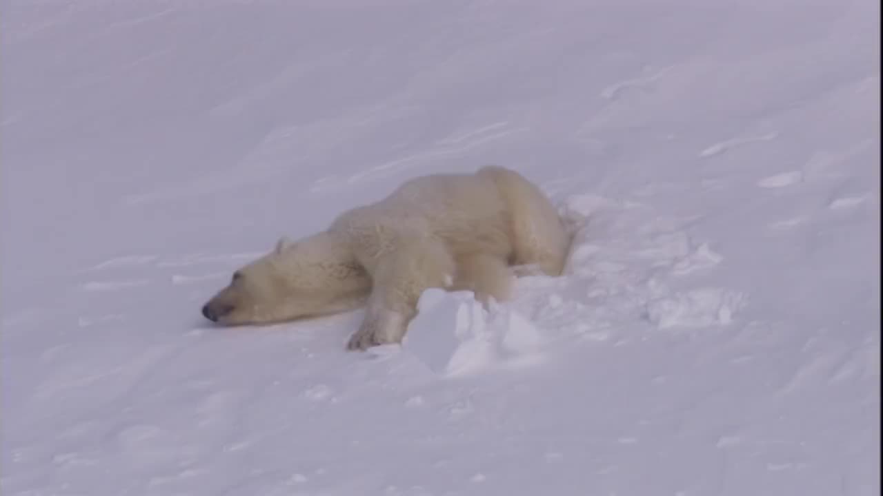 挪威斯瓦尔巴特群岛，一只北极熊从雪坡上滑下。视频素材