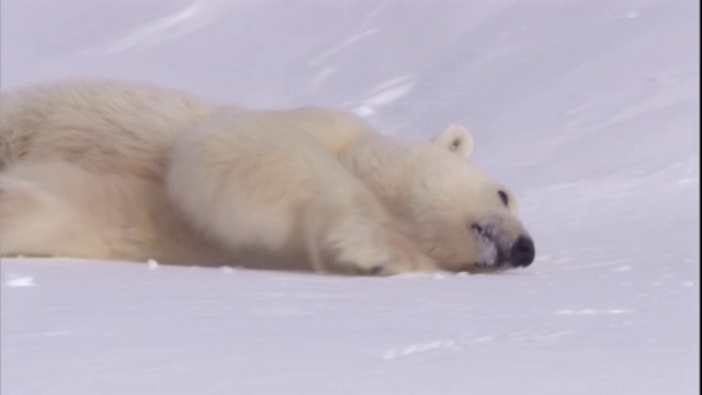 一只北极熊在挪威斯瓦尔巴特群岛的雪地上滑行。视频素材