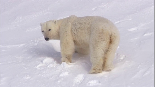 在挪威斯瓦尔巴特群岛，一只北极熊回到她的巢穴和幼崽。视频素材