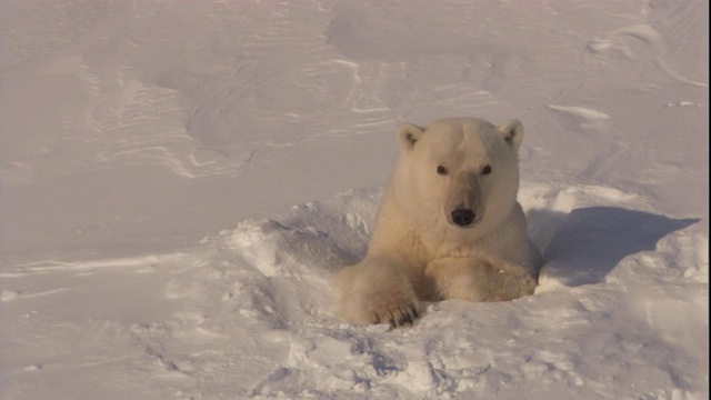 雪地里的北极熊视频素材