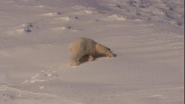 一只北极熊在挪威斯瓦尔巴特群岛的雪地上滑行。视频素材