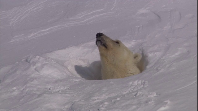 在挪威斯瓦尔巴特群岛，一只北极熊从窝里向外张望。视频素材
