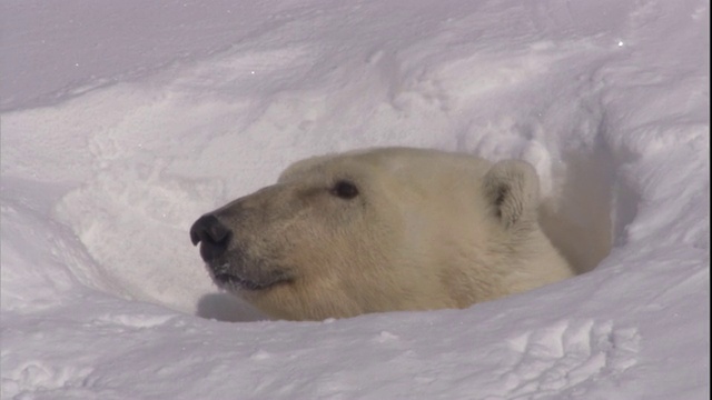 在挪威斯瓦尔巴特群岛，一只北极熊从窝里向外张望。视频素材