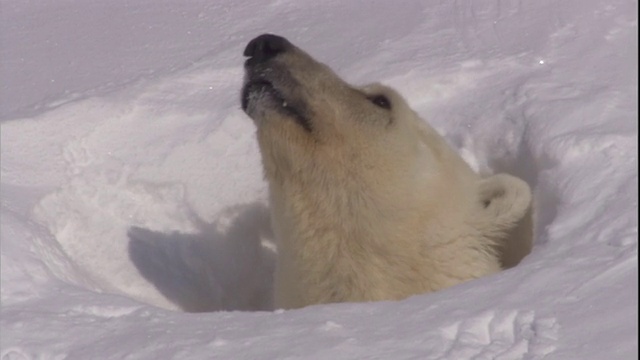 挪威斯瓦尔巴特群岛上，一只北极熊摇着头，从窝里向外张望。视频素材
