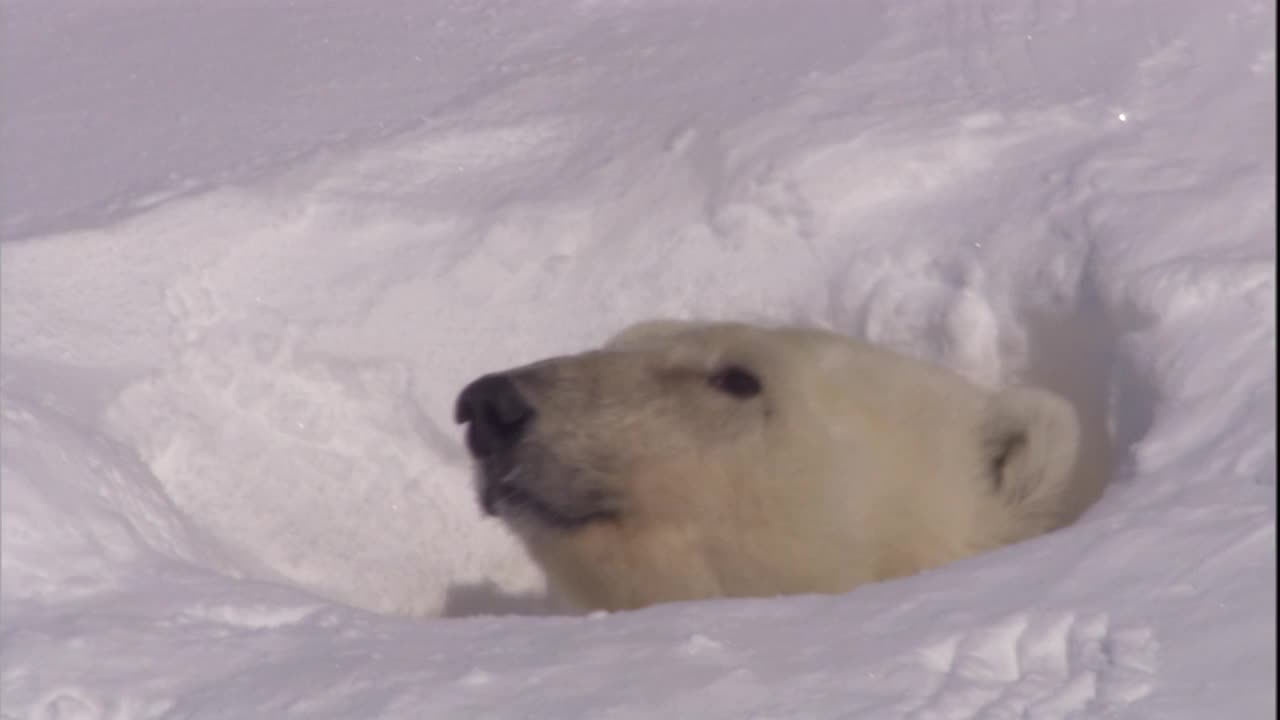 挪威斯瓦尔巴群岛，一只北极熊从洞穴里钻出来。视频素材
