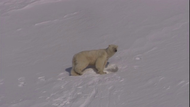 挪威斯瓦尔巴特群岛上，一只北极熊挤进了自己的巢穴。视频素材