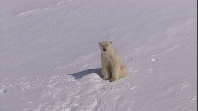 在挪威斯瓦尔巴特群岛，一只北极熊从她的窝里钻出来。视频素材