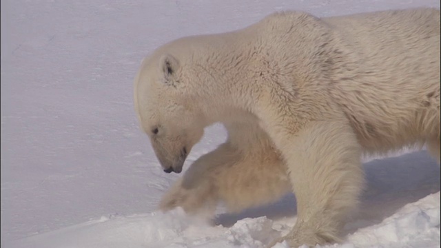 一只北极熊在挪威斯瓦尔巴特群岛的雪地上抓爪子。视频素材
