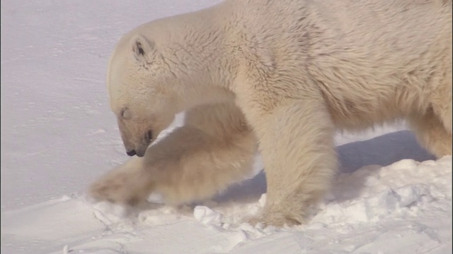一只北极熊在挪威斯瓦尔巴特群岛的雪地上抓爪子。视频素材