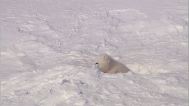 在挪威斯瓦尔巴特群岛，一只北极熊把她的幼崽留在巢穴里。视频素材
