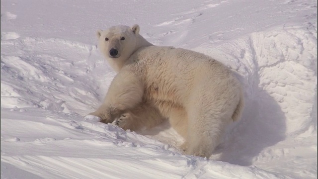 一只北极熊在挪威斯瓦尔巴特群岛的雪堆上摩擦。视频素材