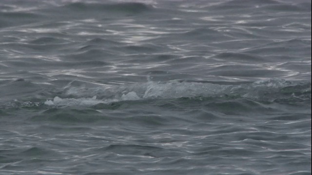 一只豹海豹拍打并吃南极海狗的猎物。高清。视频下载