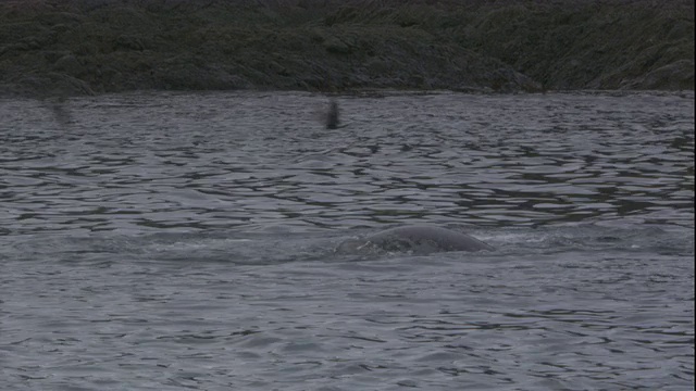 一只豹海豹在水中猛击猎物。高清。视频下载