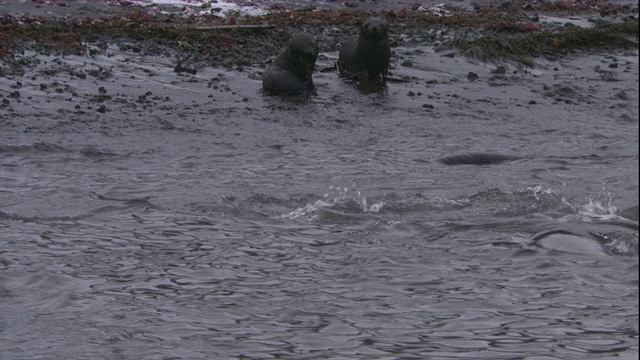 一只豹海豹猛冲过去抓住一只南极海狗。高清。视频下载