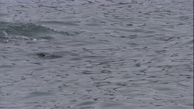 一只豹海豹向一只南极海狗扑去。高清。视频下载