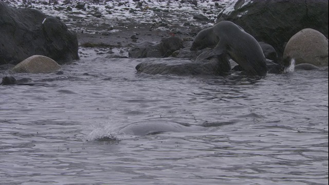一只豹海豹游过一群南极海狗。高清。视频下载