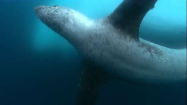 在南极洲，一只海豹在水面下游泳。高清。视频下载