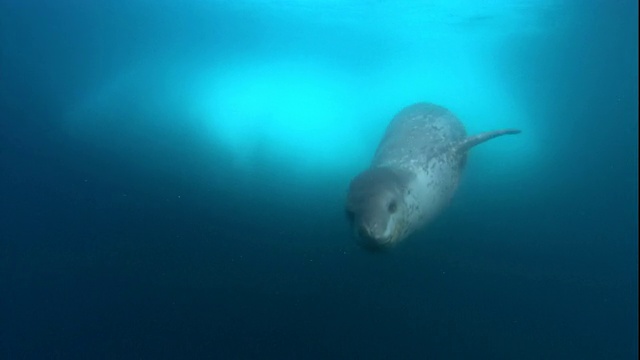 一只海豹潜入南极洲冰冷的海面下。高清。视频下载