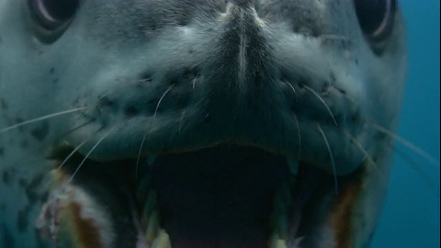 一只海豹张开嘴在水下咬人。高清。视频下载