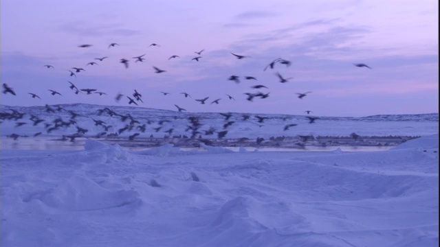 凫鸭在加拿大北极的一个冰穴上降落。高清。视频下载