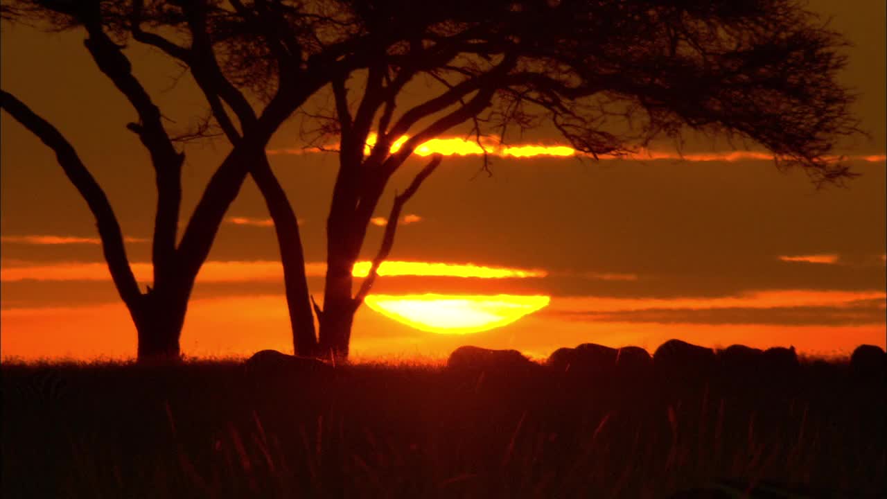 日落时分，角马在塞伦盖蒂草原上迁徙。视频素材