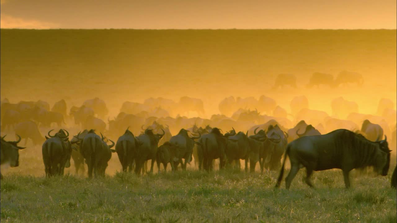 角马在非洲塞伦盖蒂草原上迁徙。视频下载