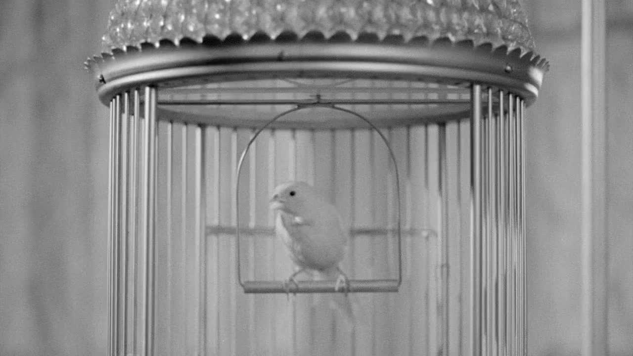 金丝雀在笼子里的镜头视频下载