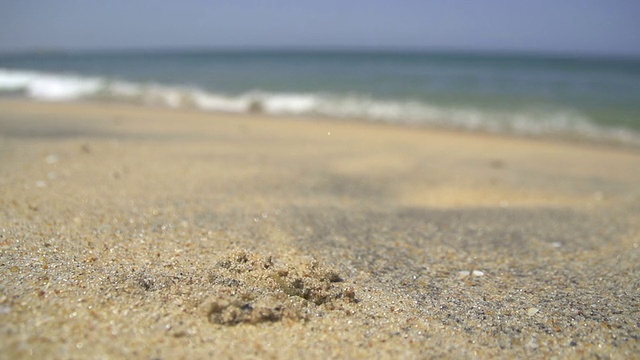 慢镜头:海滩上的小螃蟹视频下载