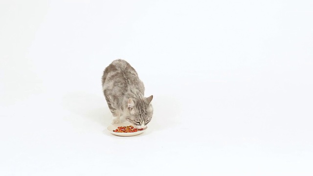 猫喜欢的食物视频下载