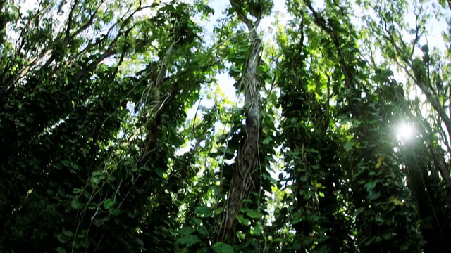 美国夏威夷群岛，热带雨林覆盖着丰富的植被视频下载